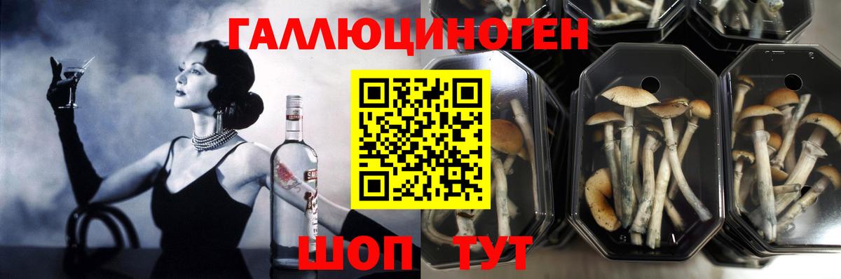 Кисловодск  Псилоцибиновые грибы MAGIC MUSHROOMS  цены   Вход с VPN  Псилоцибиновые грибы MAGIC MUSHROOMS 